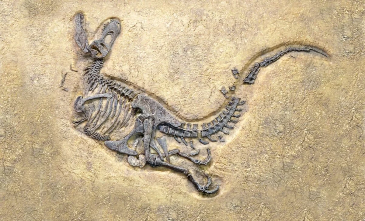 Böyük Britaniyada son 100 ilin ən bütöv dinozavr fosili aşkarlandı