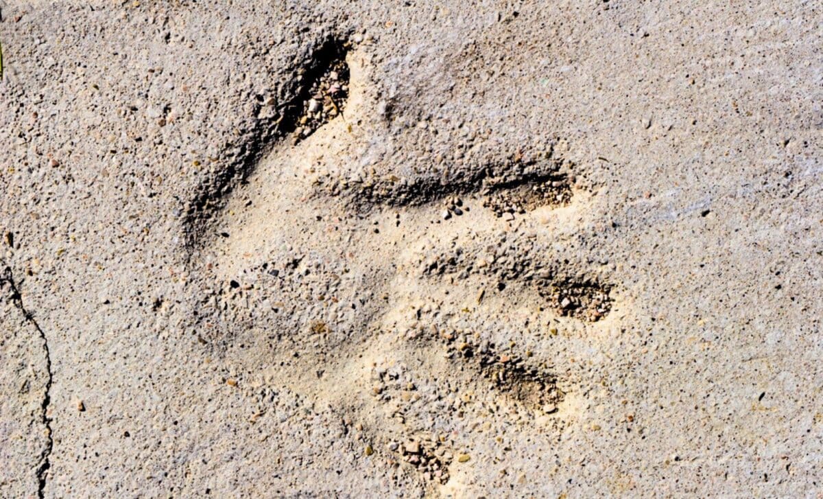 Gizli Yeddinci Hiss: İnsanlar Toxunmadan Hiss Edə Bilir