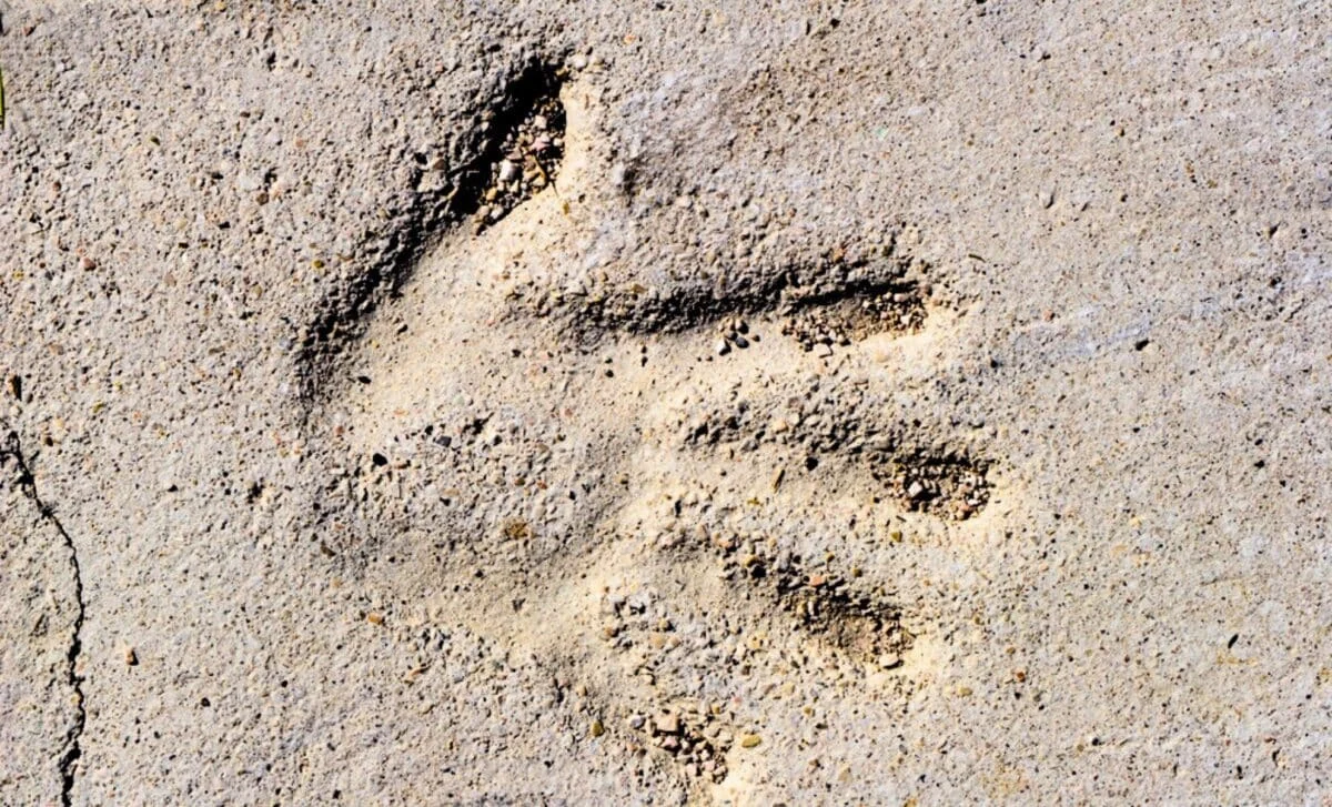 Gizli Yeddinci Hiss: İnsanlar Toxunmadan Hiss Edə Bilir