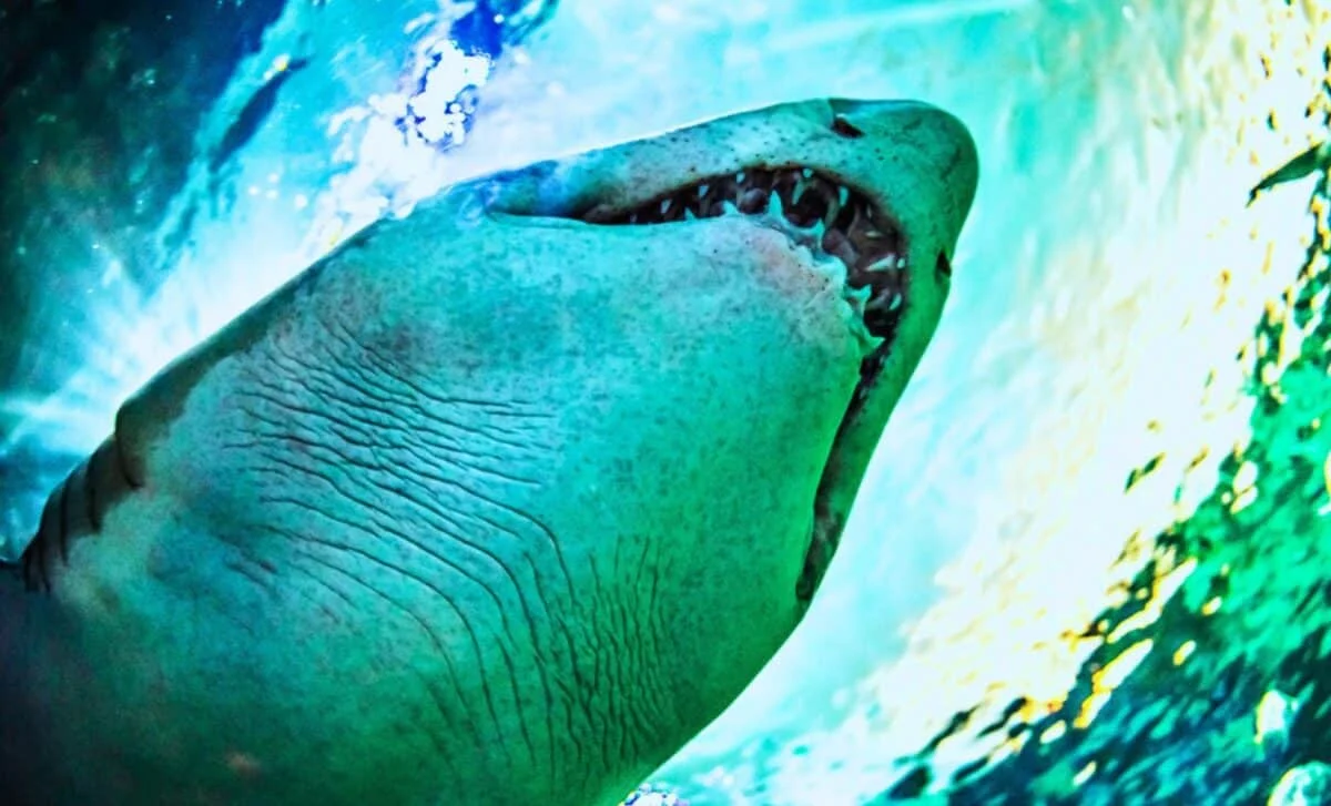 325 Milyon İl Sonra İki Qəribə Dəniz Canavarı Yerin Ən Uzun Mağarasından Üzə Çıxdı