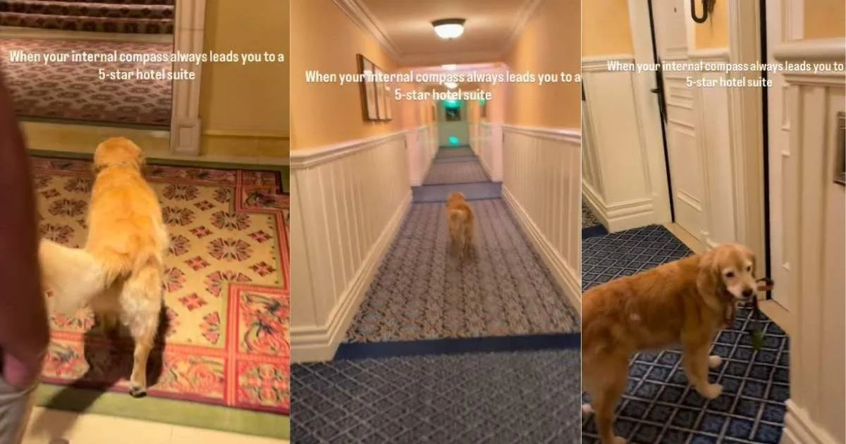 Qızıl Retriverin oteldəki bu hərəkəti sahiblərini şoka saldı