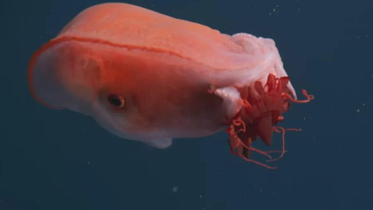 Əfsanəvi məxluq 40 il sonra yenidən peyda oldu