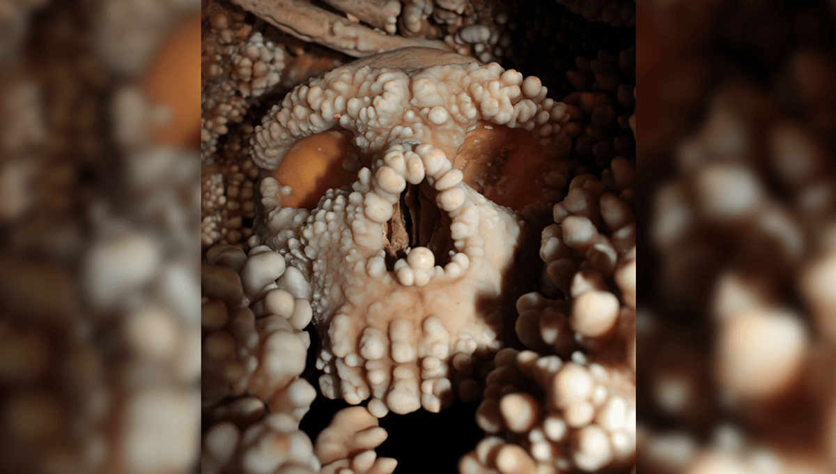 Altamura Neandertalında ilk qorunmuş burun boşluğu kəşfi