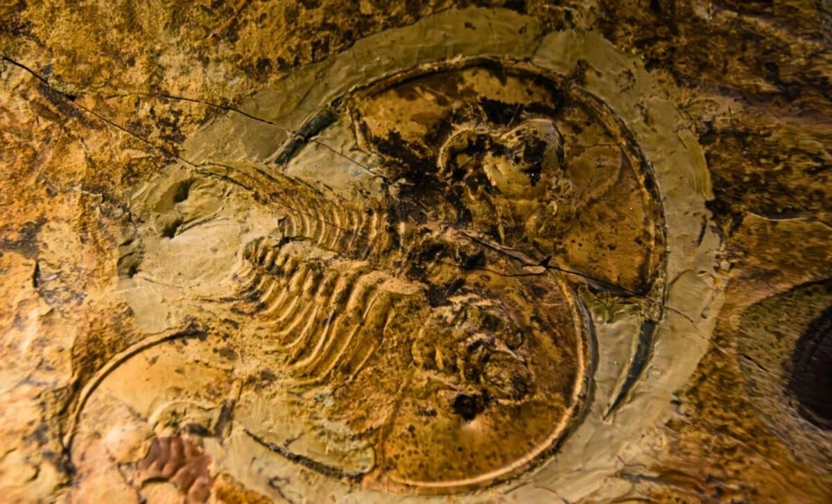 500 milyon illik trilobit fosillərindəki yumşaq toxumalar paleontoloqları heyrətə saldı