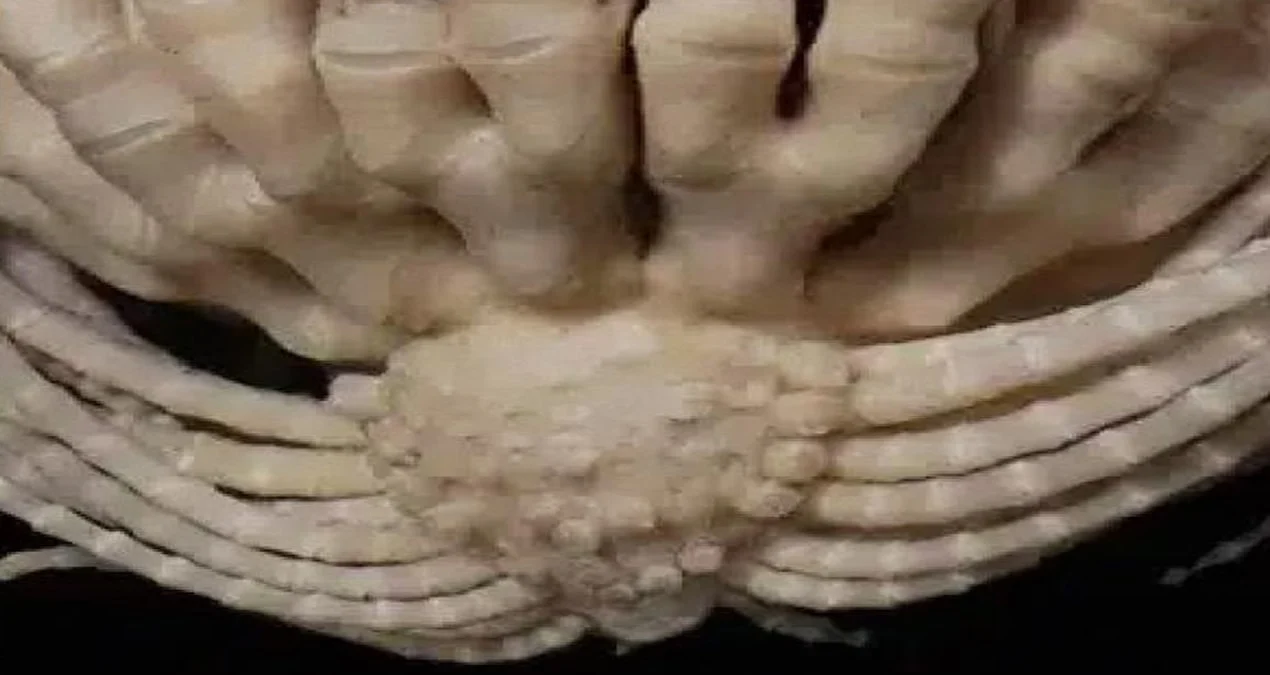 Cənub Okeanının Dərinliklərində Müəmmalı Canlı Aşkarlandı: 20 Qollu Çiyələk Formalı Məxluq