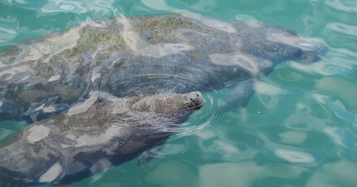 Trump administrasiyası nəsli kəsilməkdə olan növlərin müdafiəsini zəiflədir