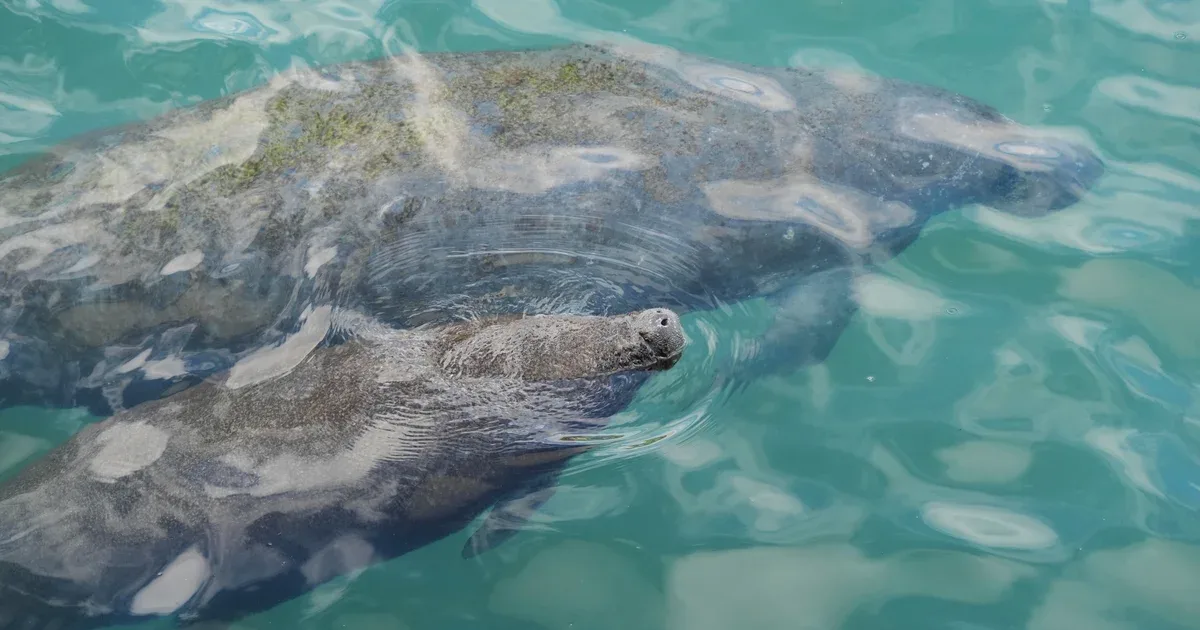 Trump administrasiyası nəsli kəsilməkdə olan növlərin müdafiəsini zəiflədir