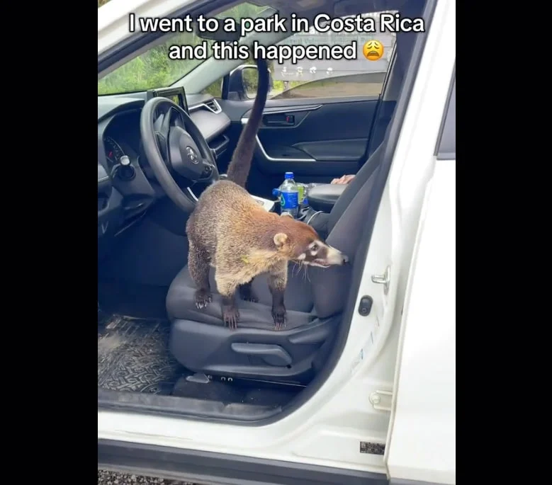 Avtomobilində Qəribə Canlı Tapdı: Növünü Milyonlara Soruşdu