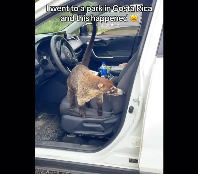 Avtomobilində Qəribə Canlı Tapdı: Növünü Milyonlara Soruşdu