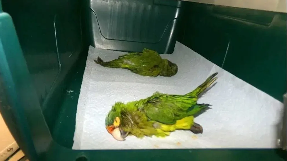 Alt paltarında sərhədi keçmək istəyərkən şalvardakı qabarıqlıq ifşa etdi