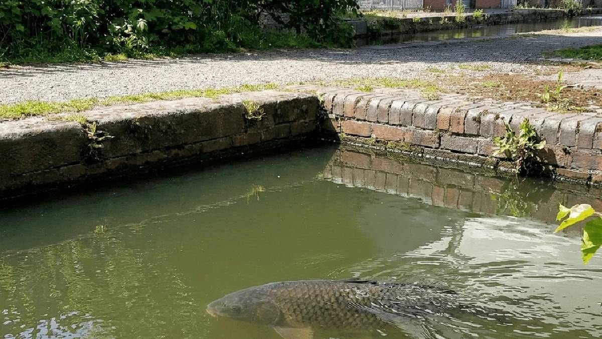 Kütük sanılan canlı suda peyda oldu