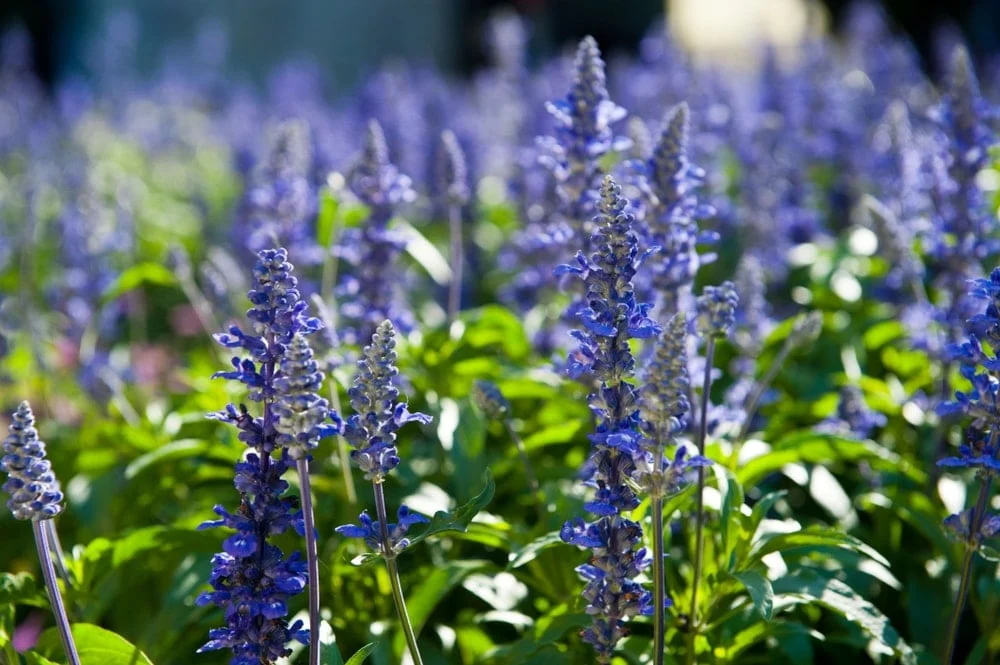 Lavanda qəsəbəsində turist həyəcanı: Bir ayda 100 min ziyarətçi axını