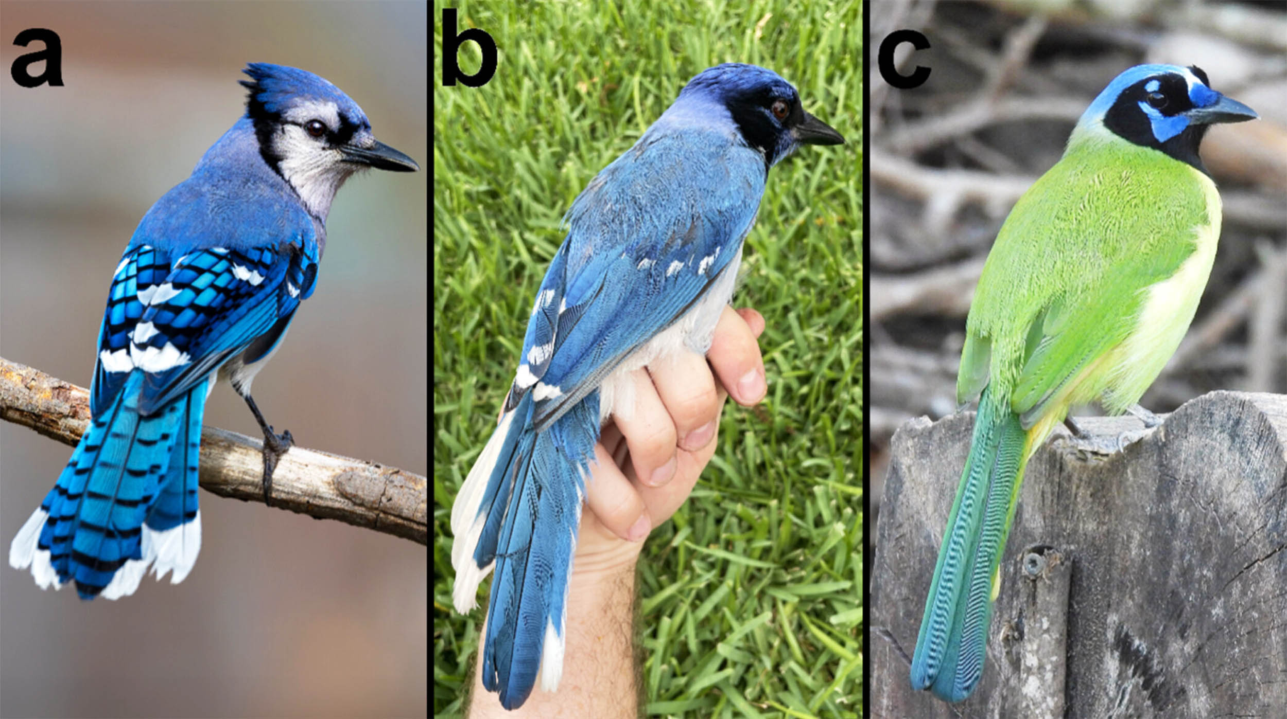 7 milyon il ayrı düşmüş quşların hibrid nəsli