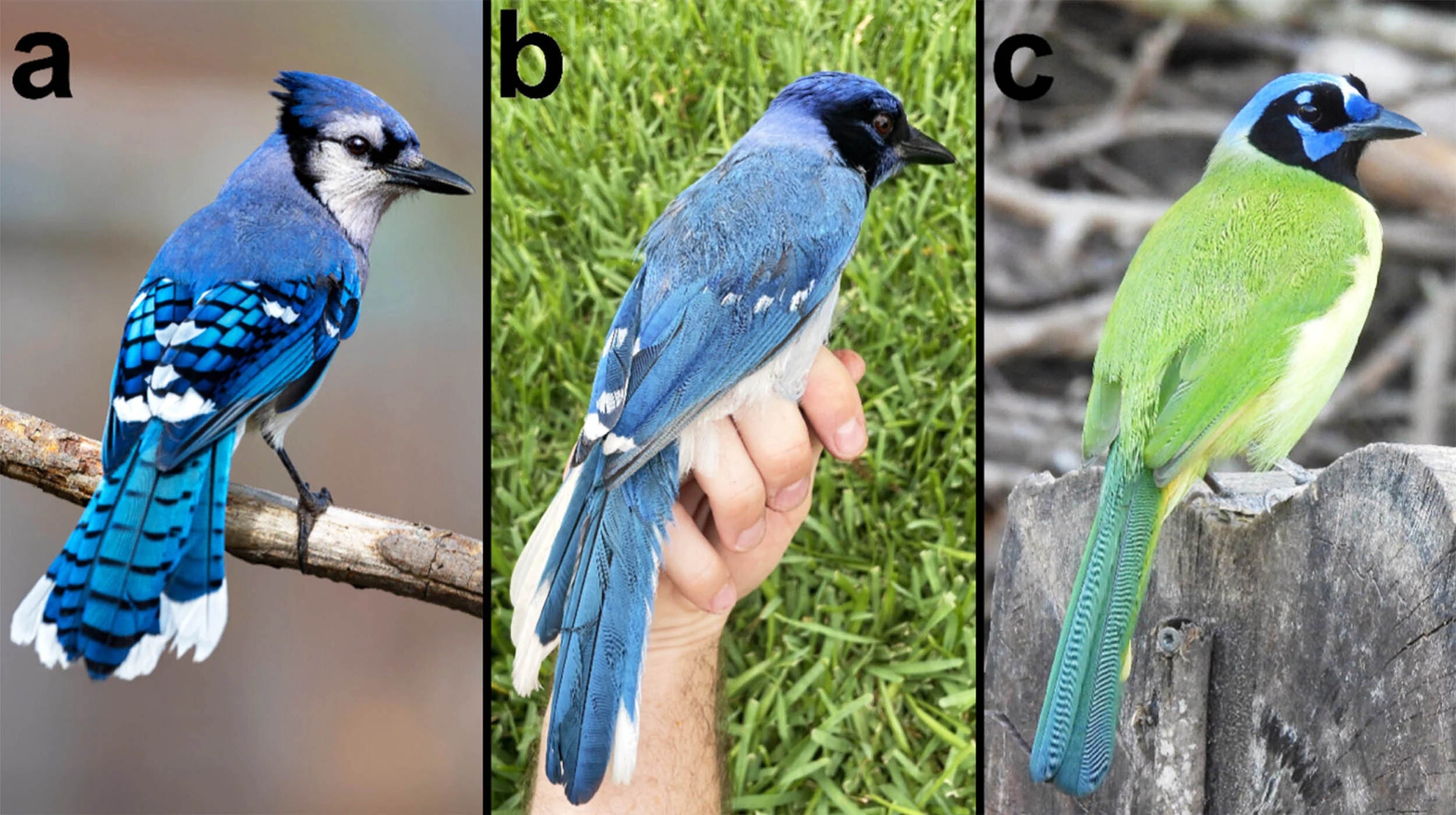 7 milyon il ayrı düşmüş quşların hibrid nəsli