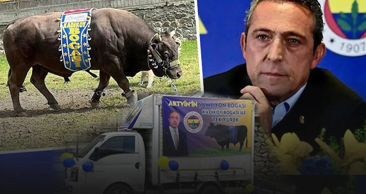Ali Koçun buğası Artvində uduzdu
