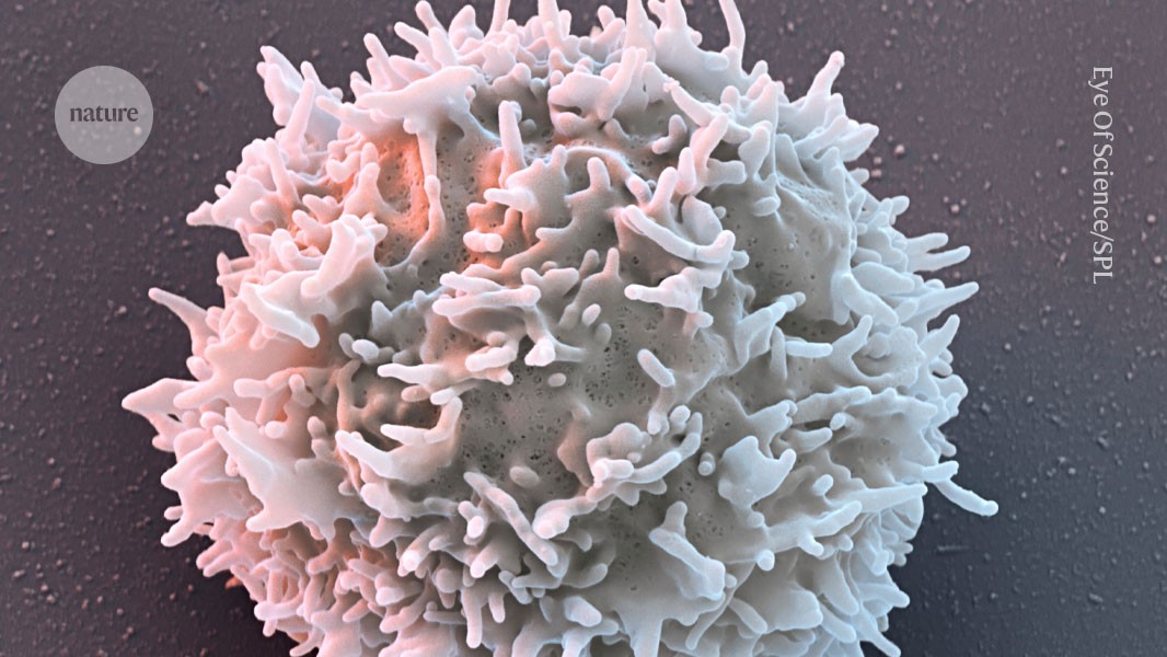 CAR-T müalicələri avtoimmun xəstəlikləri remissiyaya salır