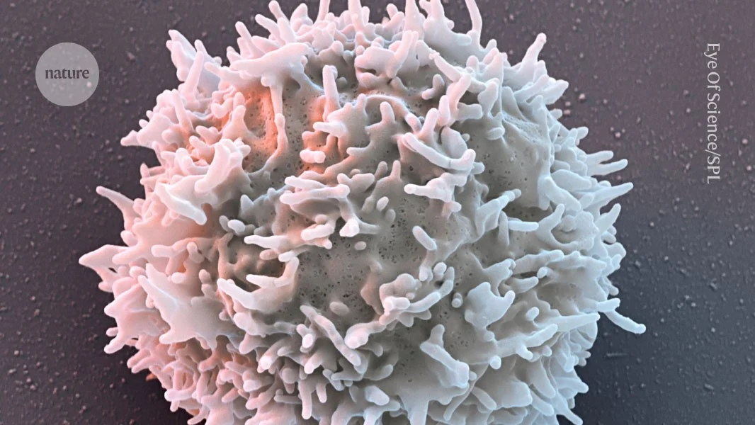 CAR-T müalicələri avtoimmun xəstəlikləri remissiyaya salır