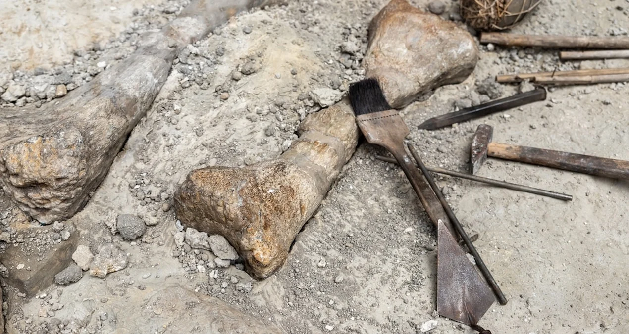 Braziliyada insan boyu nəhəng sümük aşkar edildi: Elm aləmi heyrətə gəldi