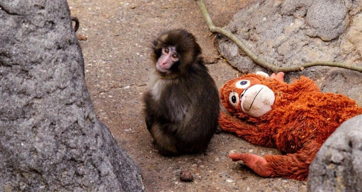 Yetim Makak Oyuncağından Ayrıldı: Cəmiyyətə Uğurlu Uyğunlaşma
