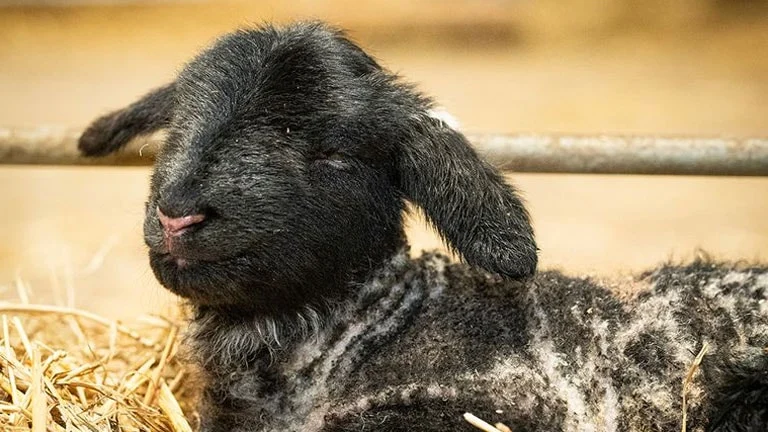 Qayada iki il təklənən dünyanın ən tənha qoyunu ana oldu