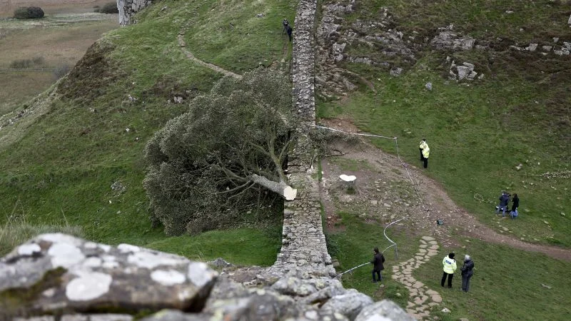Sycamore Gap: Qanunsuz kəsilən ağacdan bir hissə sərgilənir