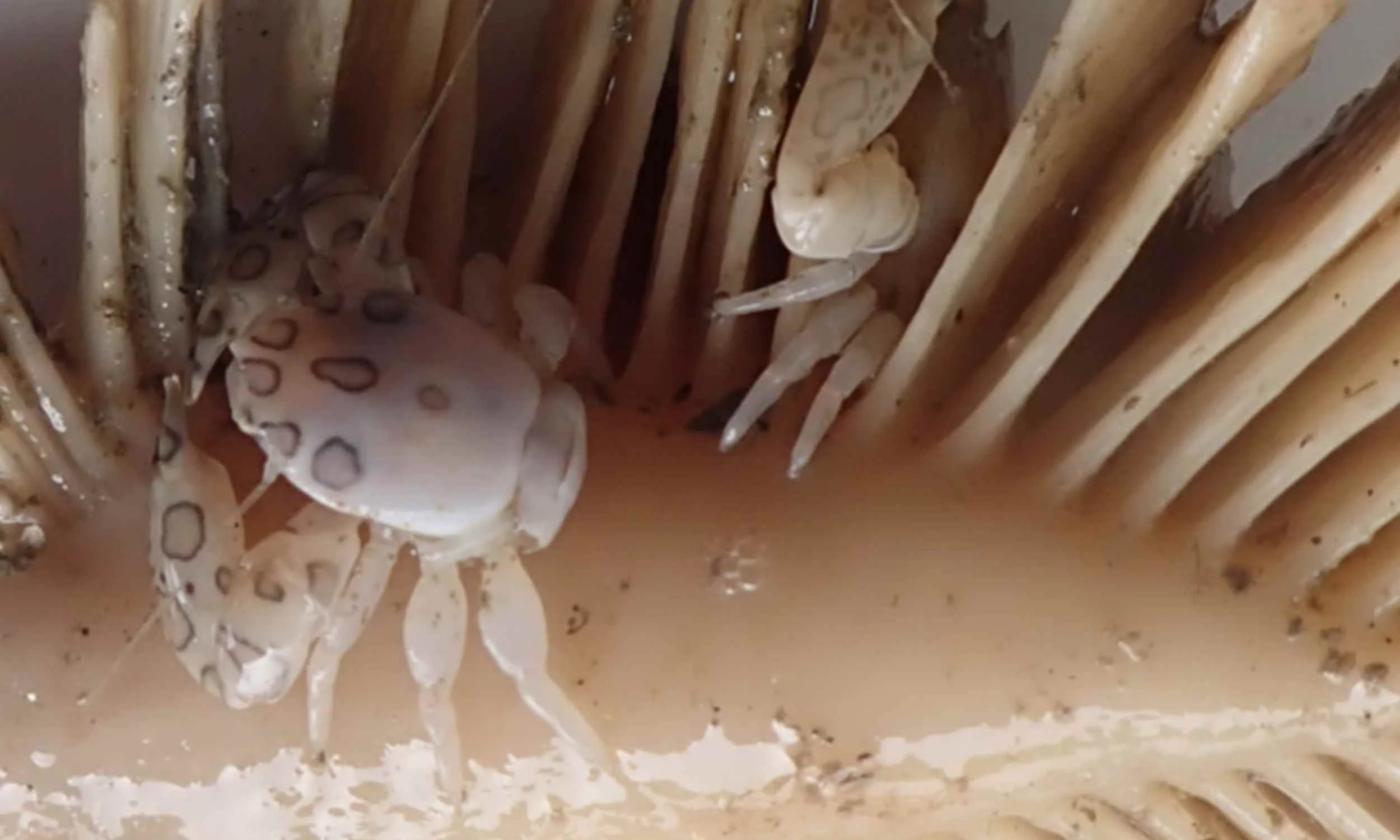 Avstraliya sularında iki yeni dərin dəniz növü kəşf edildi