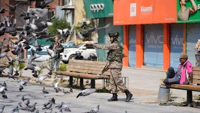 Göyərçinləri yemləmək qadağan edildi
