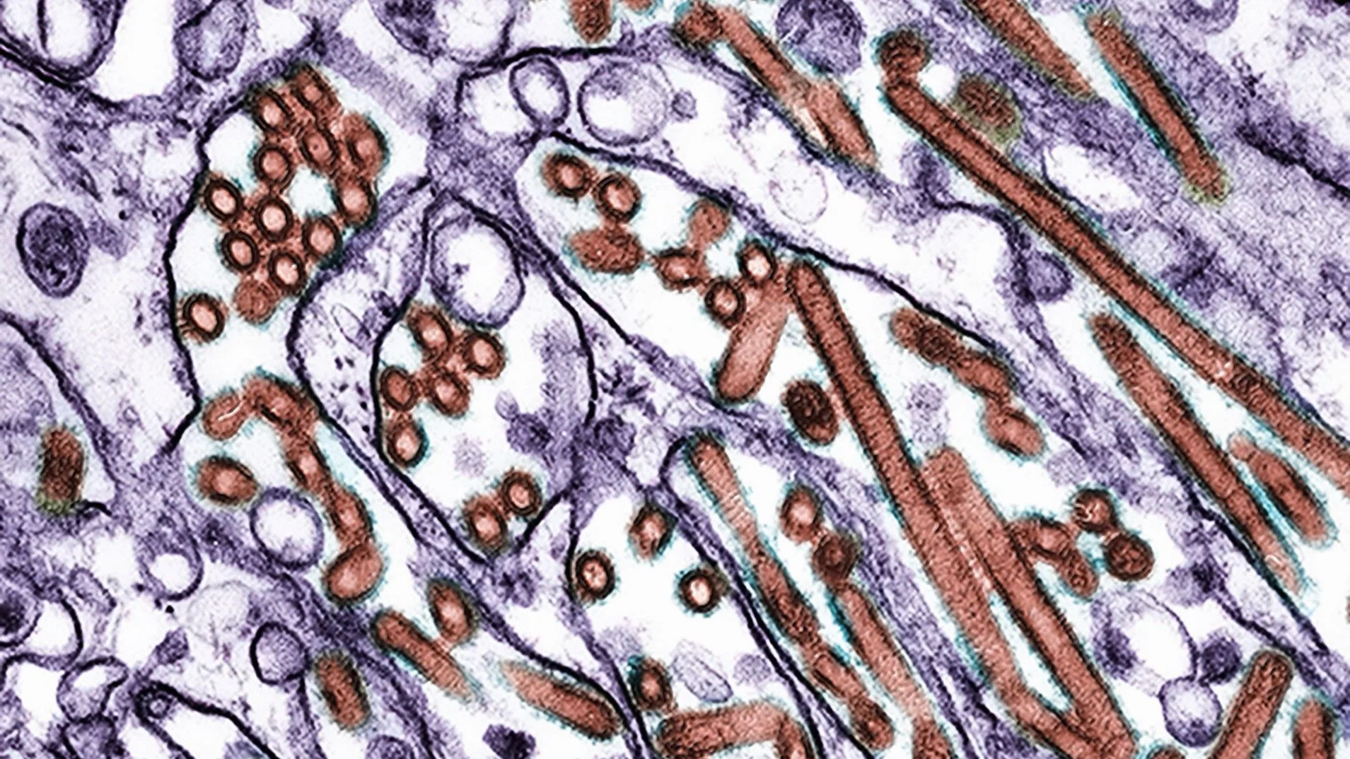 H5N5 quş qripi: İnsan ölümü, Marsda sirli qaya, ATLAS kometası parçalanır