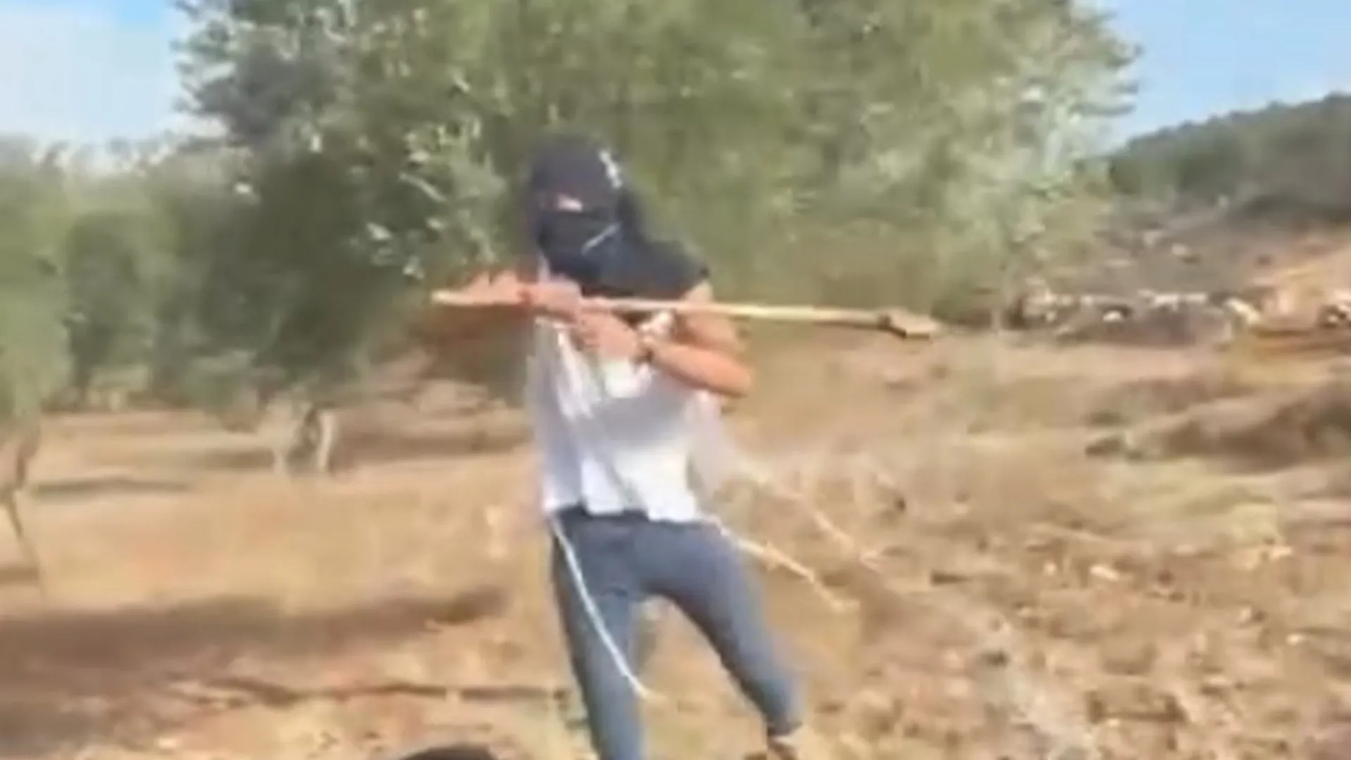 İşğal altındakı Qərb Sahilində zeytun yığan fələstinli qadına İsrailli köçkün hücumu