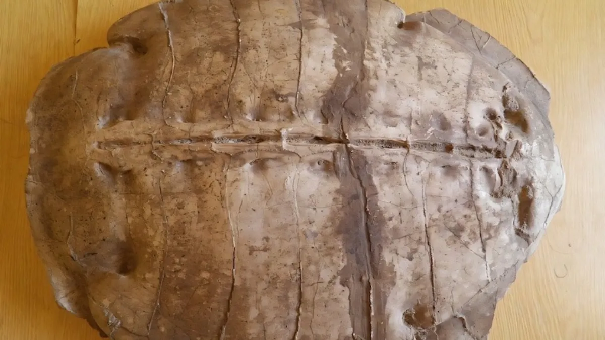 Suriyada 50 milyon illik canlı növ aşkarlandı