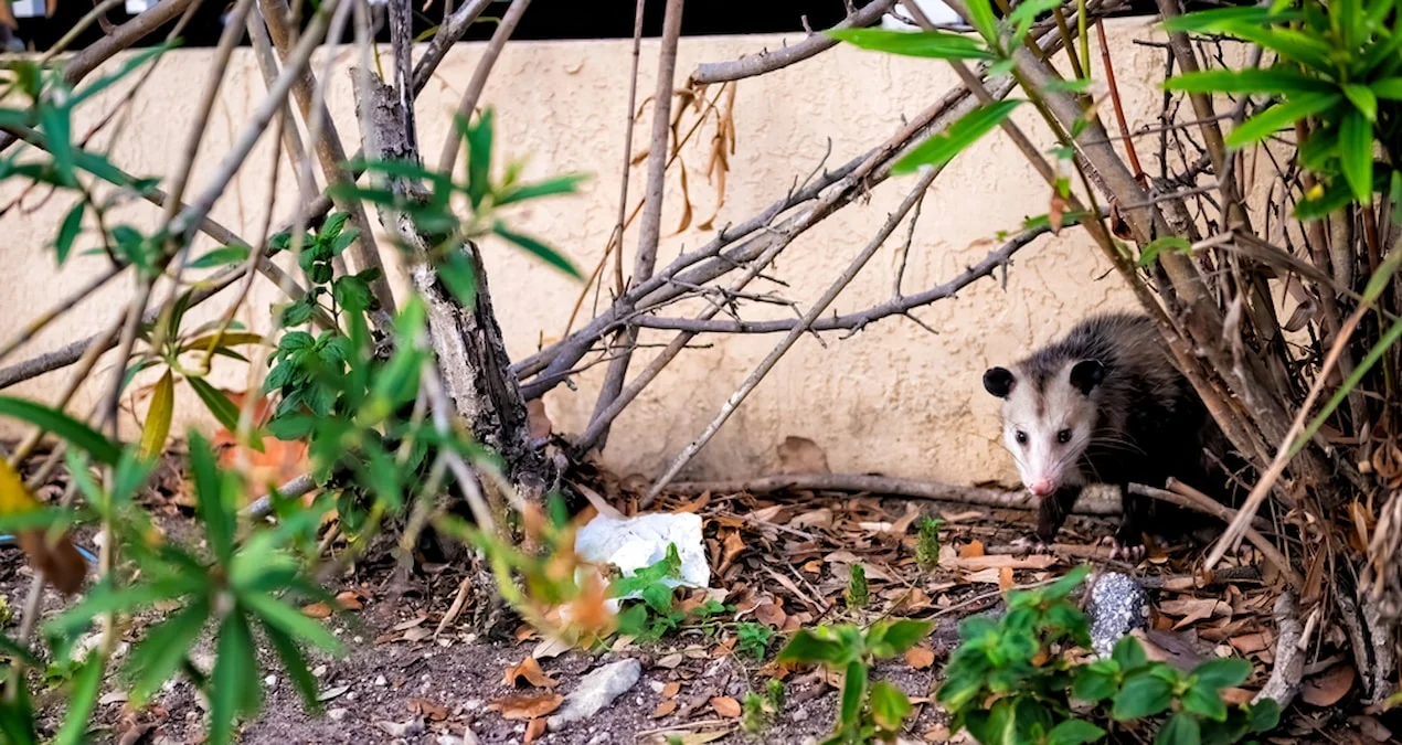 Qərbi Papuada 6000 illik yuxudan oyanan növlər təbiətin tarazlığını alt-üst edir.