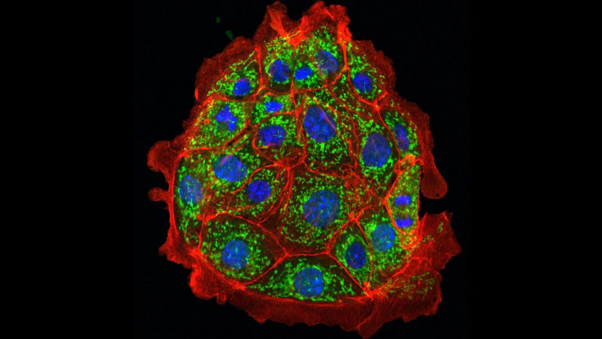 Tədqiqatçılar siçanlarda böyrək zədəsini aradan qaldırdı: Növbəti hədəf insanlar