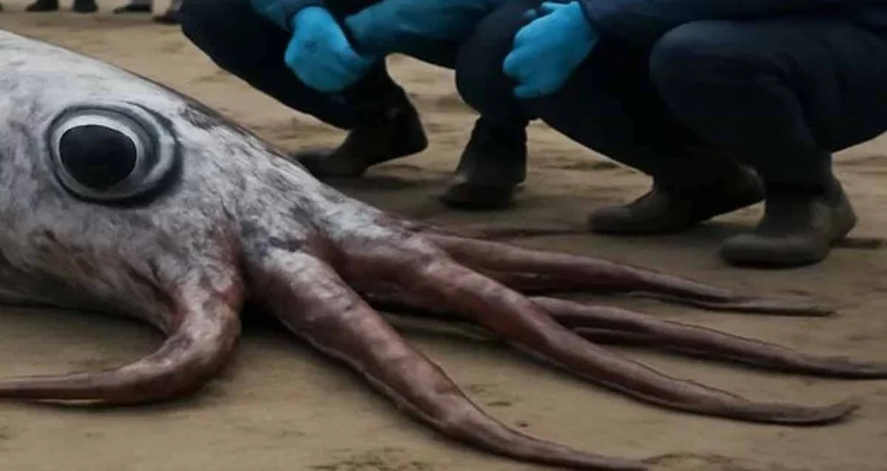 Kaliforniya sahillərində dərinliklərdən gələn müəmma: Min metrdən üzə çıxan 'qiyamət balığı'
