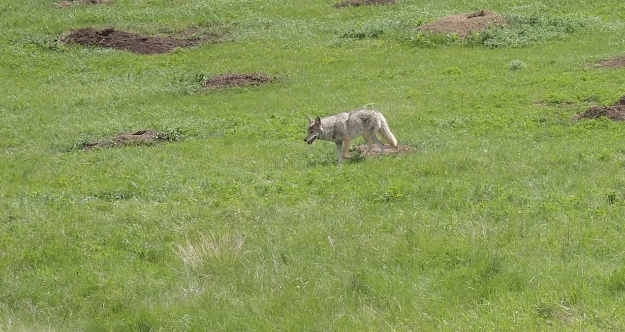 Los-Ancelesdə yüz ildən sonra inanılmaz qayıdış: Bozqurd kameralara yaxalandı