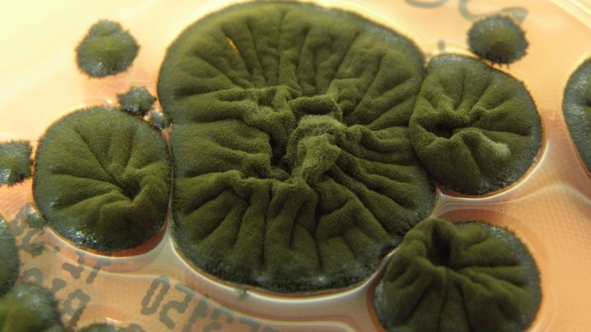 Çernobıl göbələyində inanılmaz bacarıq aşkarlandı