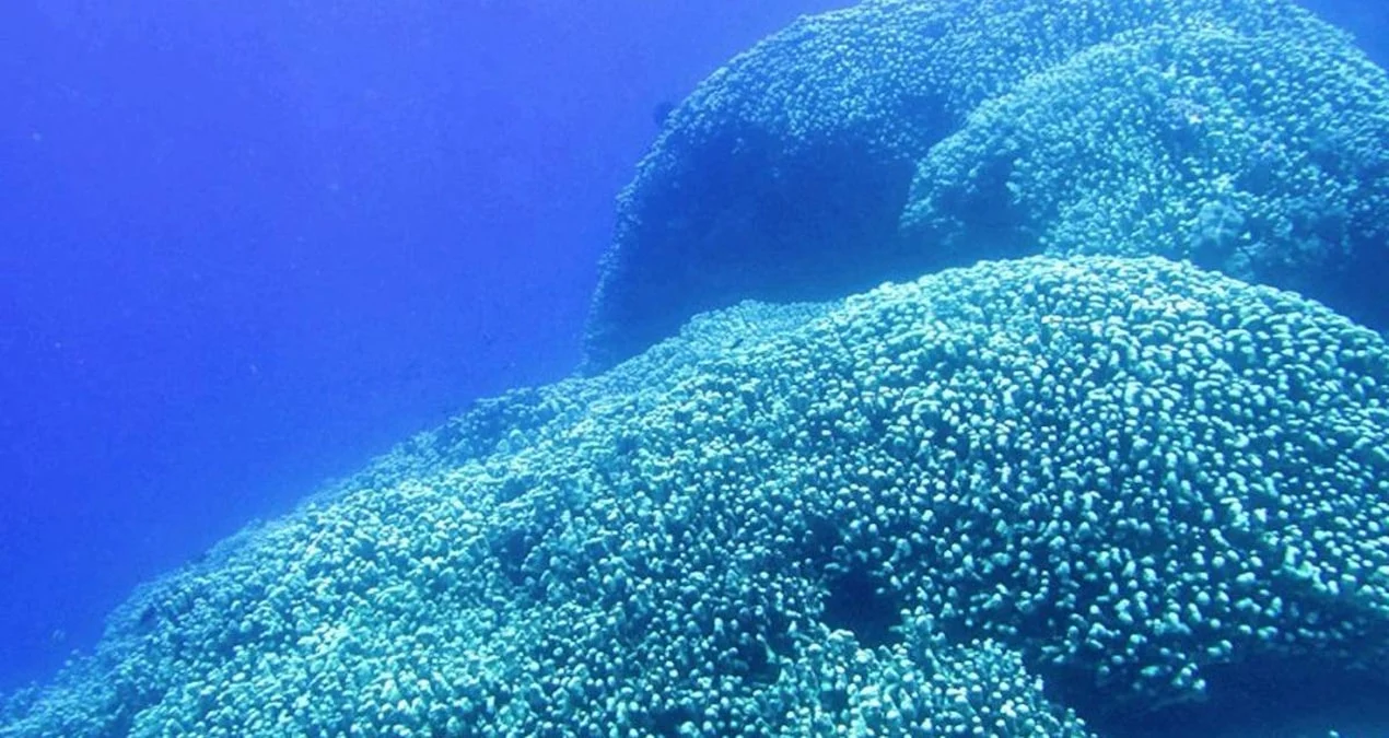 Solomon adaları ətrafında kosmosdan belə görünən nəhəng mərcan yatağı aşkarlandı