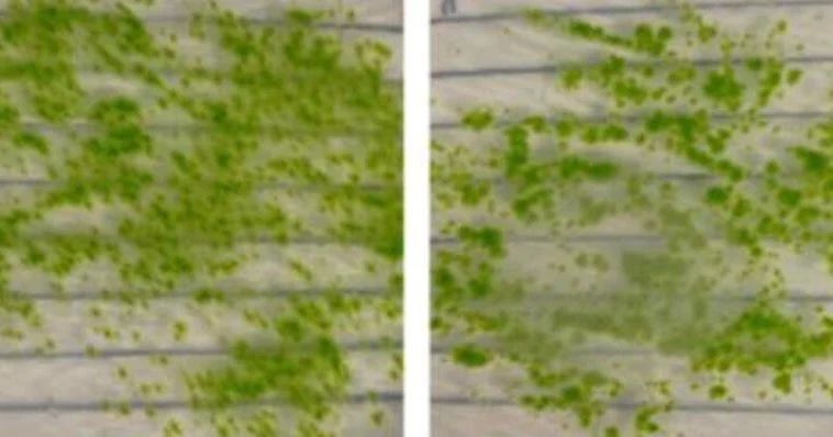 Kosmosda 9 ay qalan mamır Yerə dönəndə də çoxalmağa davam etdi