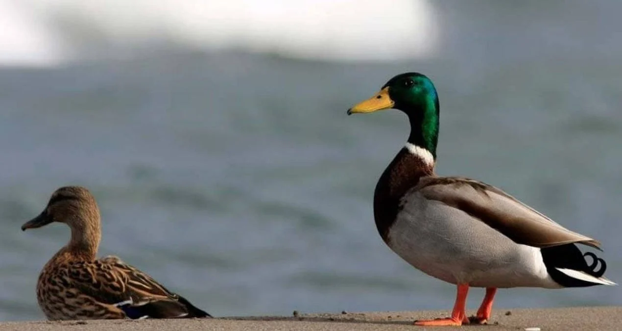 Fermer ördəyin qarnından çıxan qızıl sayəsində varlandı
