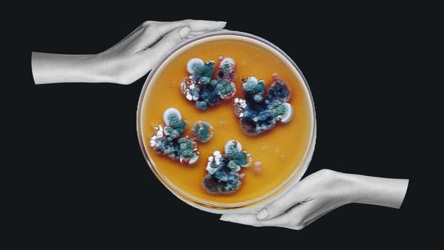 Çernobılın radiasiya yeyən sirli qara göbələyi