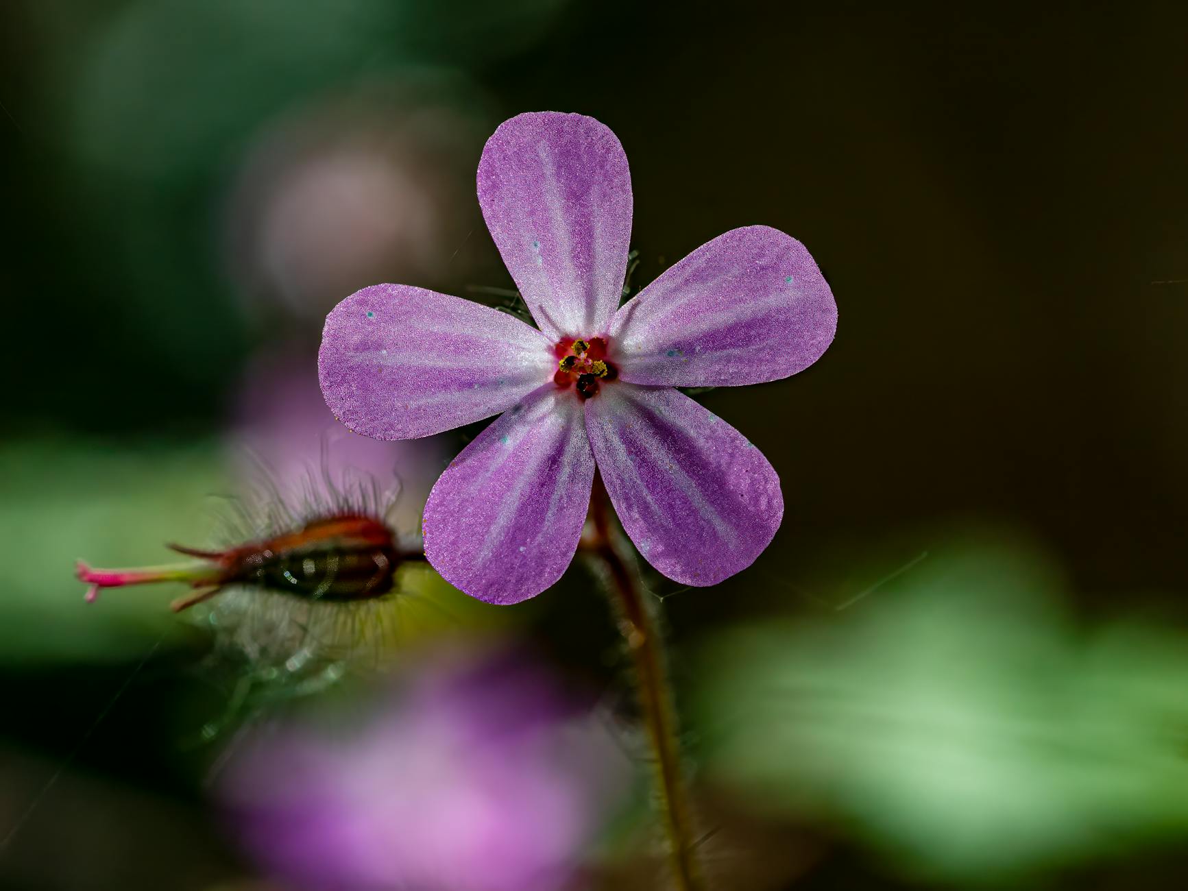 Trampın təhqiqatına rəhbərlik etmiş FBR-in sabiq direktoru Robert Mueller 81 yaşında dünyasını dəyişib.