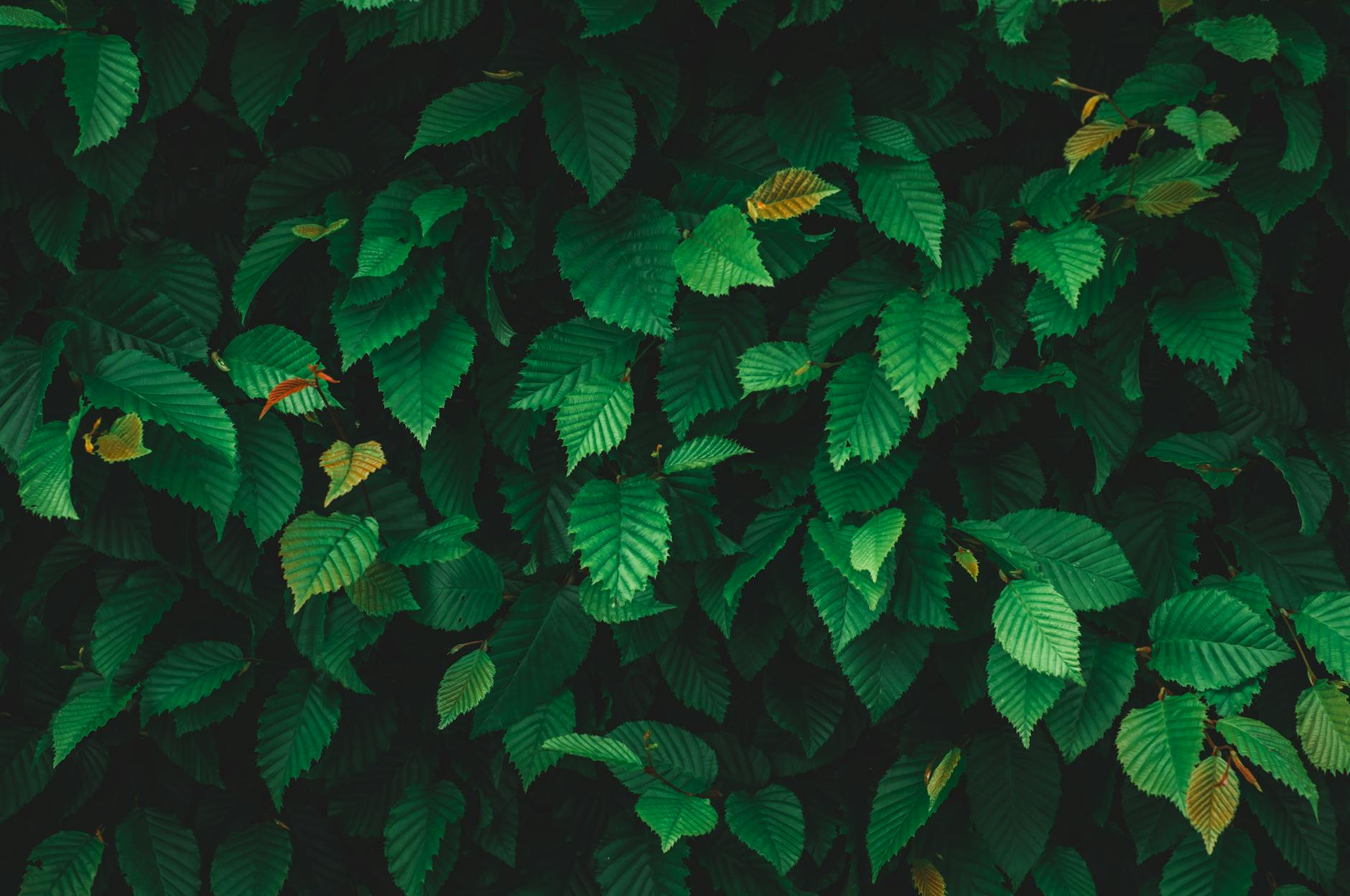 Tenerifedə musiqi və elmin dialoquna həsr olunmuş ‘Notas en Conexión’ konqresi öz işinə başlayır