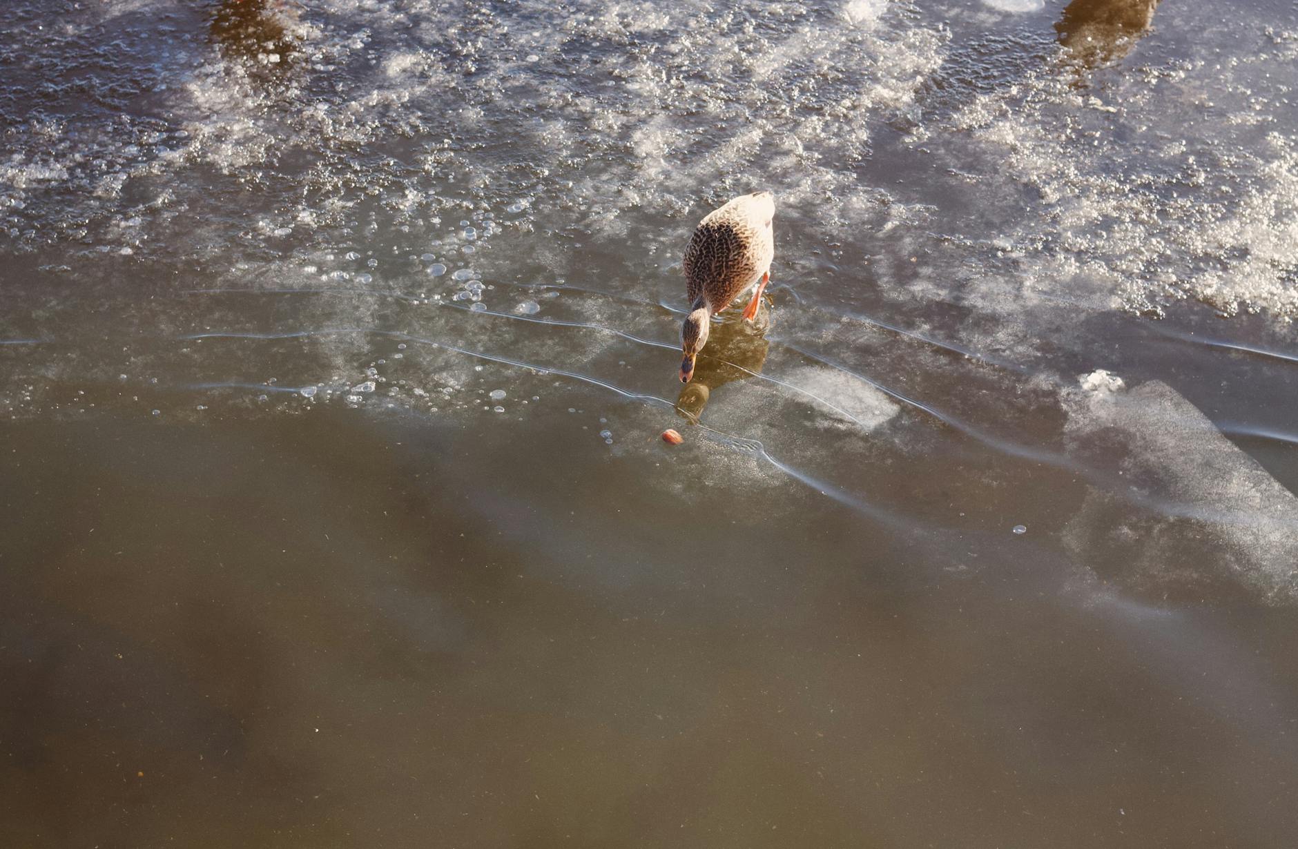 Ukrayna cəbhəsində Saratov vilayətindən daha dörd hərbçi həlak oldu