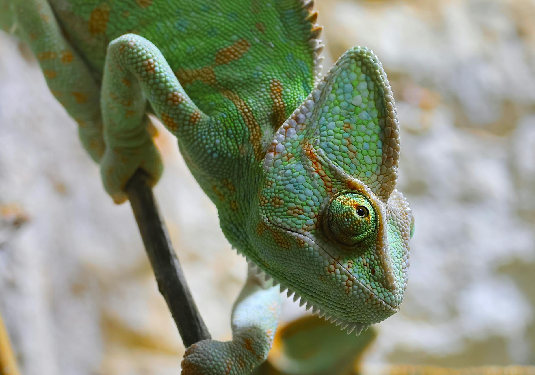 Zelenski ABŞ-ın Rusiya neftinə sanksiya tətbiq etməsinə etirazını bildirib, bu addımın sülhə fayda verməyəcəyini deyib.