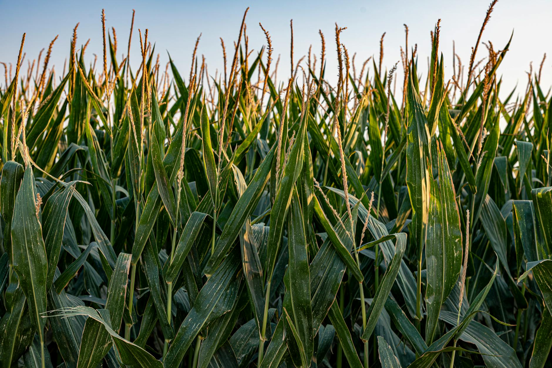 Bitkilərin DNT-sindəki sirlər 300 milyon illik təkamülün əsas məqamlarını işıqlandırdı