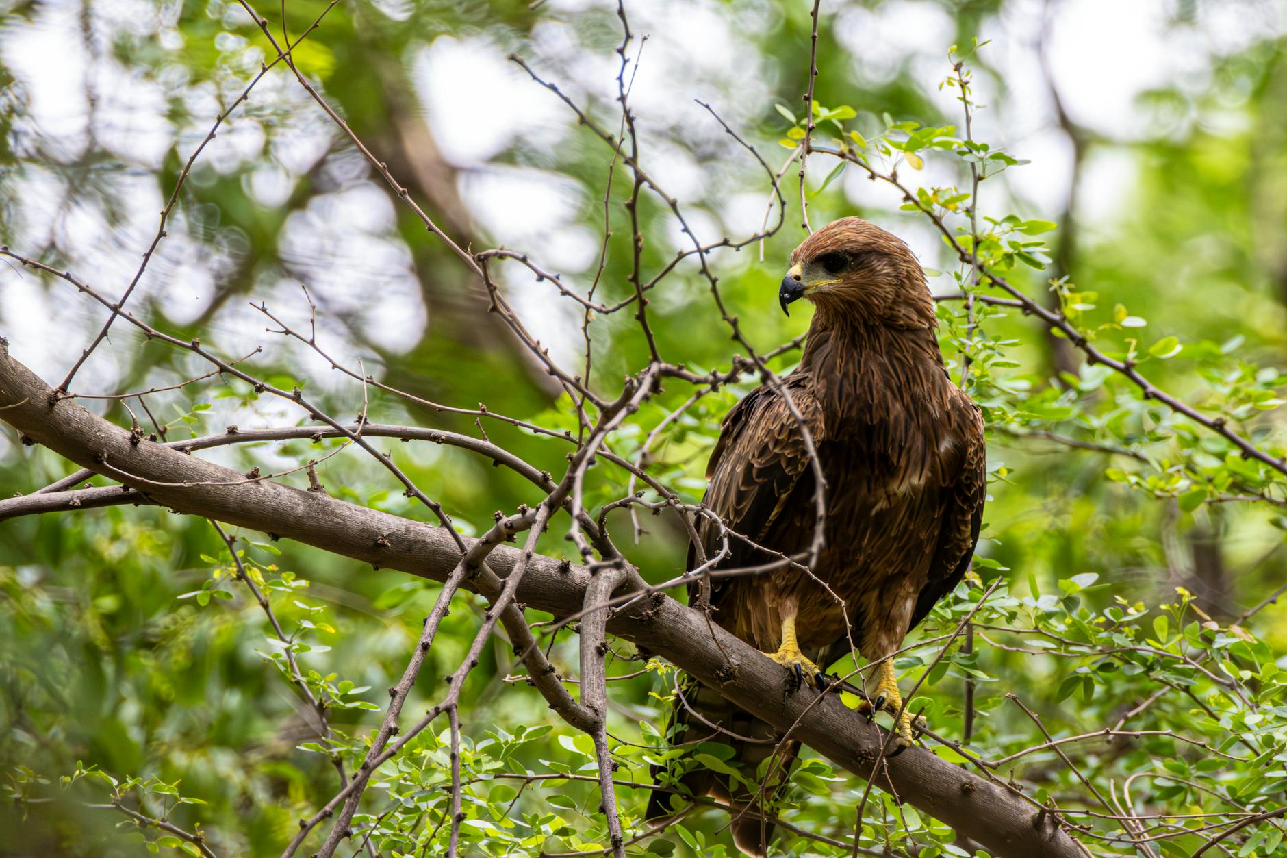 Avropadan ilk itki kimi qeydə alınan fransız hərbçinin İraqda həlak olması Yaxın Şərqdə gərginliyi artırır.