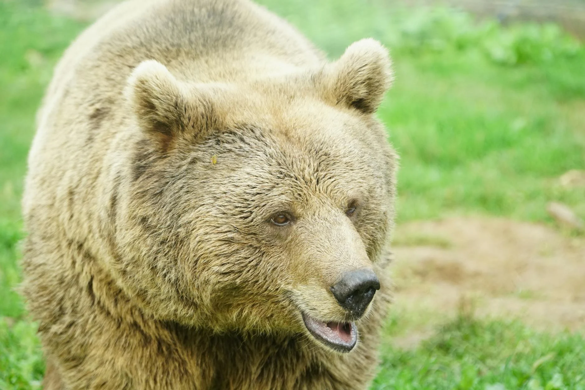 Nəhəng asteroid 2032-ci ildə Ayı vurmayacaq: Təhlükə aradan qalxdı