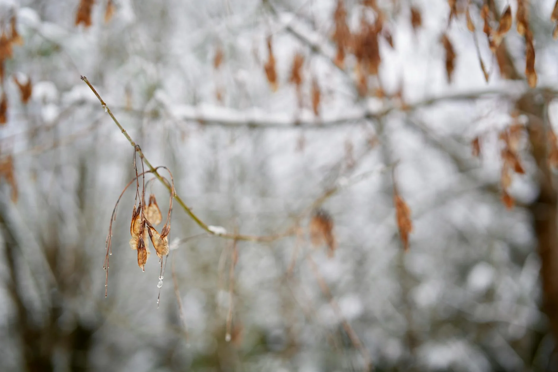 ABŞ aeroportlarında qarışıqlıq hökm sürür: ICE agentləri yerləşdirilsə də, uzun sərnişin növbələri bitmir