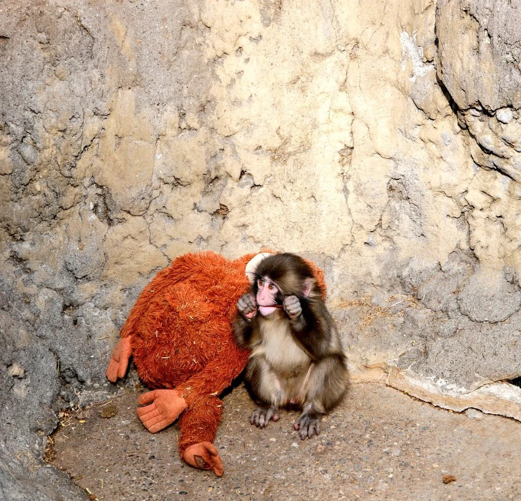 Zooparkda anasız balanın yumşaq oyuncaqla təsəllisi