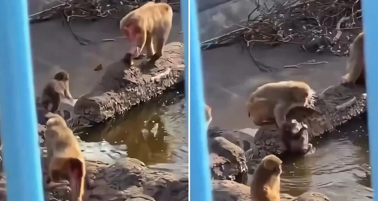 Viral Meymun Pançın dramı səngimək bilmir: Qoca meymunlar onu havaya tulladı