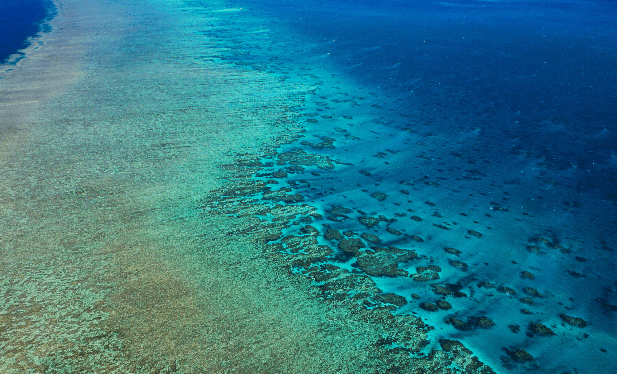 Dərin dəniz canlılarının həyatını formalaşdıran gizli sədlər üzə çıxdı